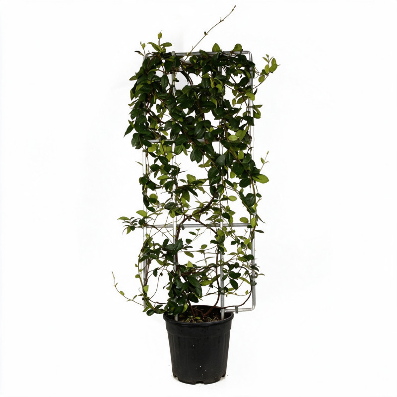 Jasmin étoilé - Trachelospermum jasminoides Espalier 120x50cm Pot 18L