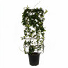 Jasmin étoilé - Trachelospermum jasminoides Espalier 120x50cm Pot 18L
