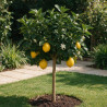 Citronnier Meyer - Citrus xlimon Meyer Mini tige 65cm Pot 3L