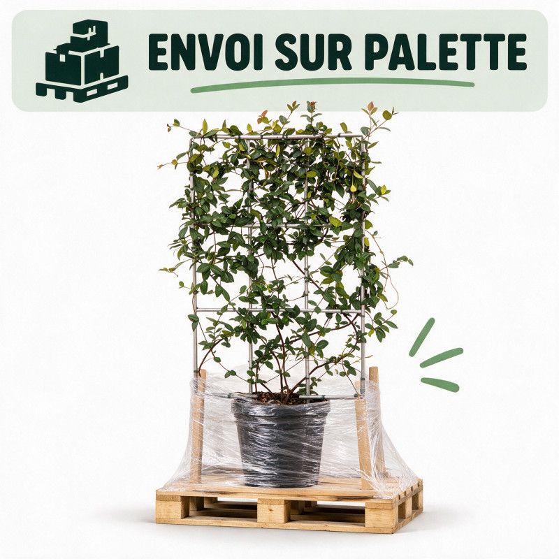 Jasmin étoilé - Trachelospermum jasminoides Espalier 80cm Pot 30L