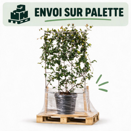 Jasmin étoilé - Trachelospermum jasminoides Espalier 80cm Pot 30L