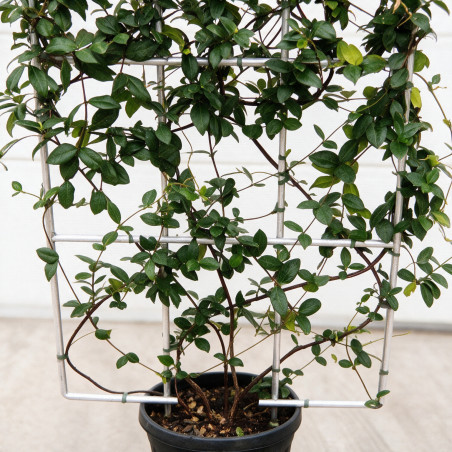 Jasmin étoilé - Trachelospermum jasminoides Espalier 80cm Pot 30L