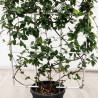 Jasmin étoilé - Trachelospermum jasminoides Espalier 80cm Pot 30L