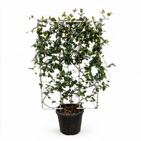 Jasmin étoilé - Trachelospermum jasminoides Espalier 80cm Pot 30L