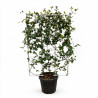 Jasmin étoilé - Trachelospermum jasminoides Espalier 80cm Pot 30L