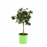 Citron vert - Citrus aurantifolia Mini tige 65cm Pot 3L
