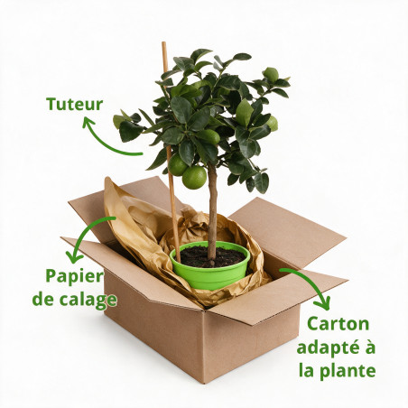 Citron vert - Citrus aurantifolia Mini tige 65cm Pot 3L