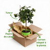 Citron vert - Citrus aurantifolia Mini tige 65cm Pot 3L