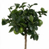 Citron vert - Citrus aurantifolia Mini tige 65cm Pot 3L