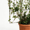 Jasmin étoilé - Trachelospermum jasminoides Espalier 160cm Pot 55L