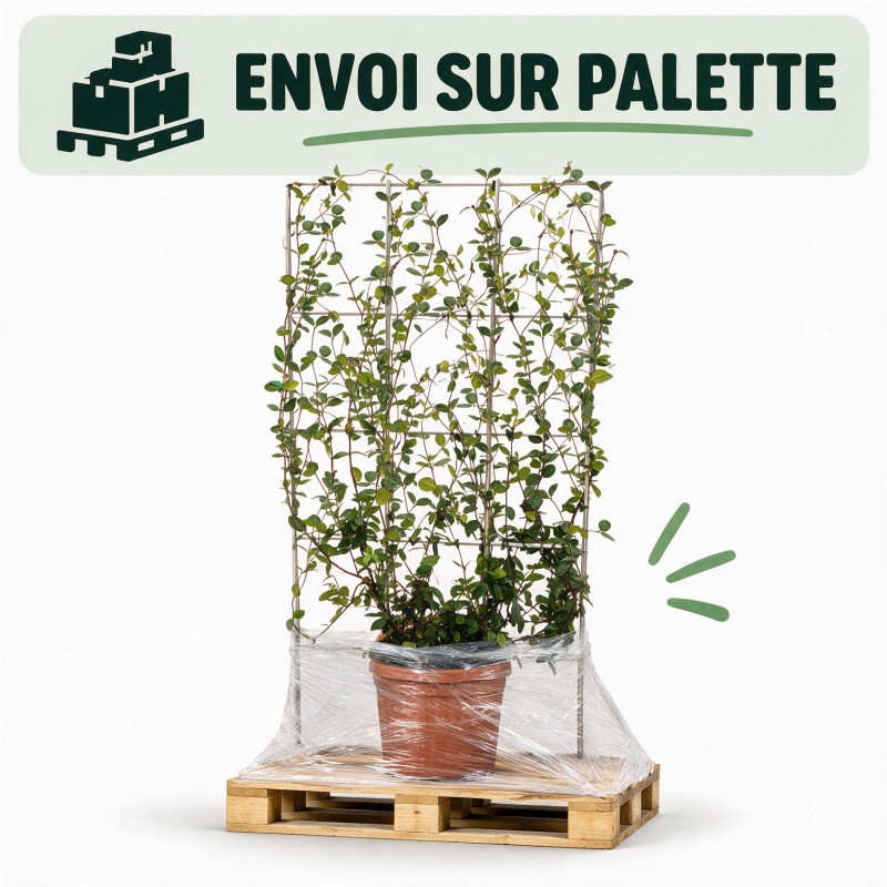 Jasmin étoilé - Trachelospermum jasminoides Espalier 160cm Pot 55L