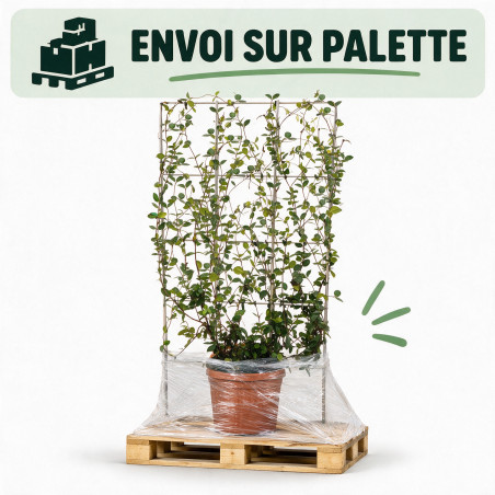 Jasmin étoilé - Trachelospermum jasminoides Espalier 160cm Pot 55L