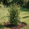 Jasmin étoilé - Trachelospermum jasminoides Espalier 160cm Pot 55L