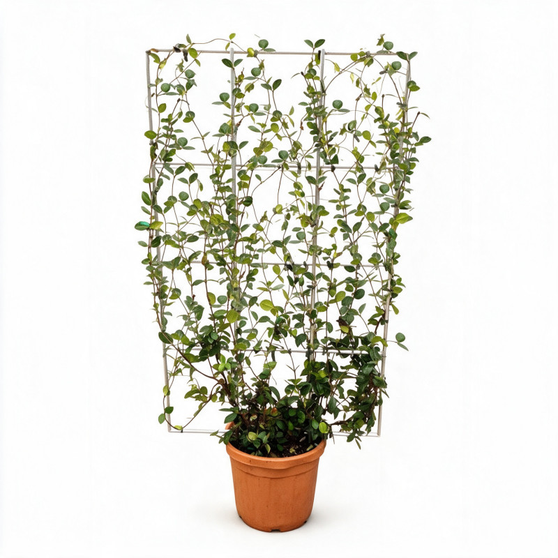 Jasmin étoilé - Trachelospermum jasminoides Espalier 160cm Pot 55L