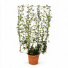 Jasmin étoilé - Trachelospermum jasminoides Espalier 160cm Pot 55L
