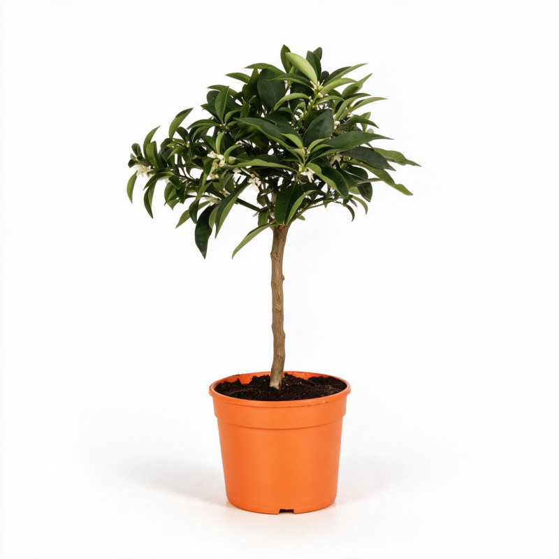 Calamondin - Citrus mitis Calamondin Mini tige 60cm Pot 2L