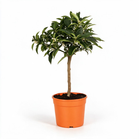 Calamondin - Citrus mitis Calamondin Mini tige 60cm Pot 2L