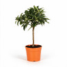 Calamondin - Citrus mitis Calamondin Mini tige 60cm Pot 2L