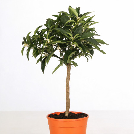 Calamondin - Citrus mitis Calamondin Mini tige 60cm Pot 2L