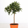 Calamondin - Citrus mitis Calamondin Mini tige 60cm Pot 2L