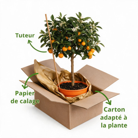 Calamondin - Citrus mitis Calamondin Mini tige 60cm Pot 2L