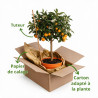 Calamondin - Citrus mitis Calamondin Mini tige 60cm Pot 2L