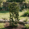 Jasmin étoilé - Trachelospermum jasminoides Espalier 120/140cm Pot 18L