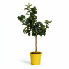 Citronnier des 4 saisons - Citrus 4 Saisons Mini tige 60cm Pot 2L