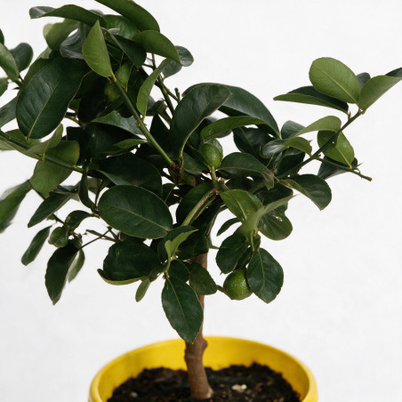 Citronnier des 4 saisons - Citrus 4 Saisons Mini tige 60cm Pot 2L