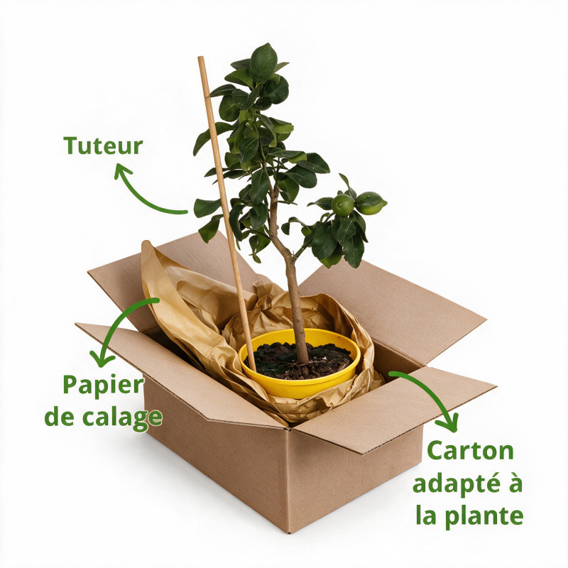 Citronnier des 4 saisons - Citrus 4 Saisons Mini tige 60cm Pot 2L