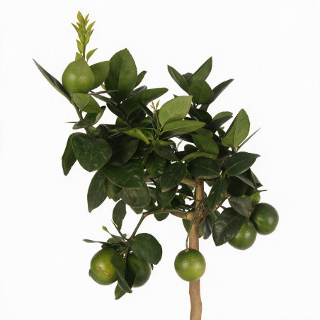 Oranger - Citrus sinensis Tige 90cm Pot 3L