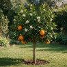 Oranger - Citrus sinensis Tige 90cm Pot 3L