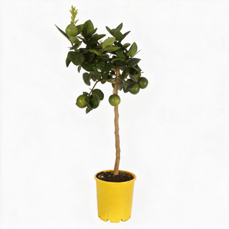 Oranger - Citrus sinensis Tige 90cm Pot 3L