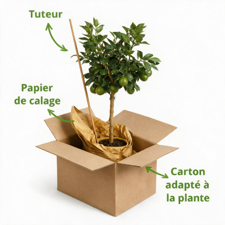 Oranger - Citrus sinensis Tige 90cm Pot 3L