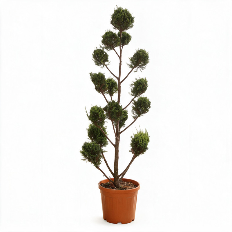 Cyprès de Leyland Castlewellan Gold Pompoms 180cm Pot 30L - Topiaire à boules