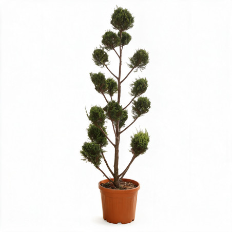 Cyprès de Leyland Castlewellan Gold Pompoms 180cm Pot 30L - Topiaire à boules