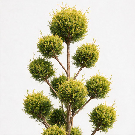 Cyprès de Leyland Castlewellan Gold Pompoms 180cm Pot 30L - Topiaire à boules