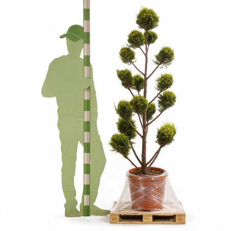 Cyprès de Leyland Castlewellan Gold Pompoms 180cm Pot 30L - Topiaire à boules
