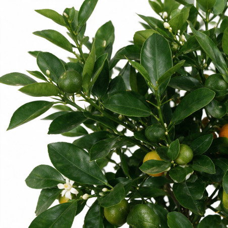 Calamondin - Citrus mitis Calamondin Mini tige 65cm Pot 5L