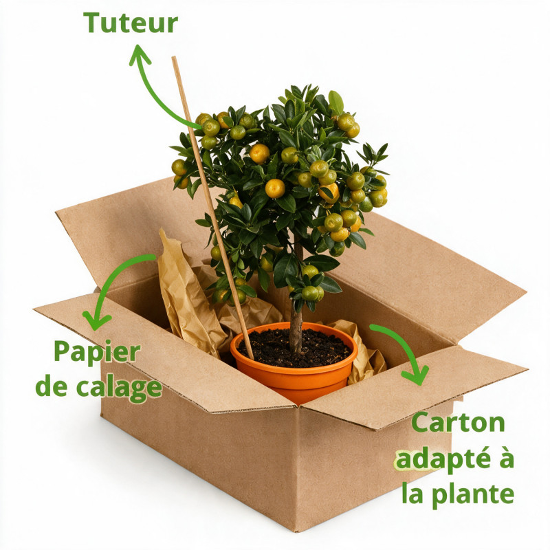 Calamondin - Citrus mitis Calamondin Mini tige 65cm Pot 5L