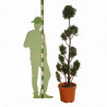 Cyprès de Leyland - Cupressocyparis leylandii Pompoms 180cm Pot 30L - Topiaire à boules