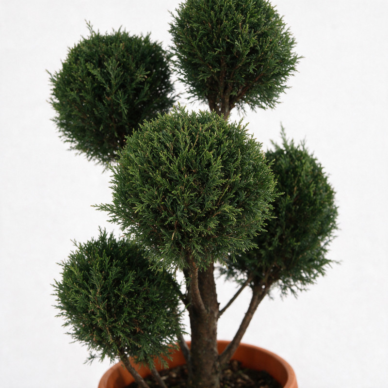 Cyprès de Leyland - Cupressocyparis leylandii Pompoms 180cm Pot 30L - Topiaire à boules