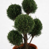 Cyprès de Leyland - Cupressocyparis leylandii Pompoms 180cm Pot 30L - Topiaire à boules