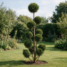 Cyprès de Leyland - Cupressocyparis leylandii Pompoms 180cm Pot 30L - Topiaire à boules
