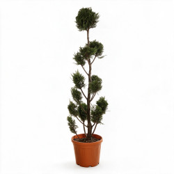 Cyprès de Leyland - Cupressocyparis leylandii Pompoms 180cm Pot 30L - Topiaire à boules
