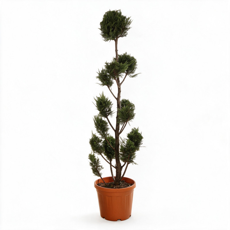 Cyprès de Leyland - Cupressocyparis leylandii Pompoms 180cm Pot 30L - Topiaire à boules