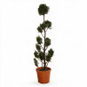 Cyprès de Leyland - Cupressocyparis leylandii Pompoms 180cm Pot 30L - Topiaire à boules