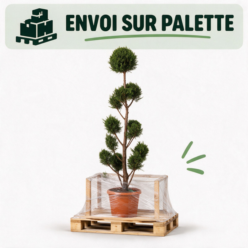 Cyprès de Leyland - Cupressocyparis leylandii Pompoms 180cm Pot 30L - Topiaire à boules
