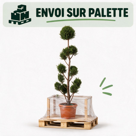 Cyprès de Leyland - Cupressocyparis leylandii Pompoms 180cm Pot 30L - Topiaire à boules