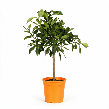Oranger Corrugato - Citrus sinensis Corrugato Mini tige 85cm Pot 5L